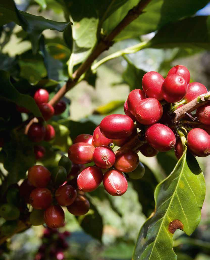 Onthulling van de koffieplant: van zaailing tot geoogste bes