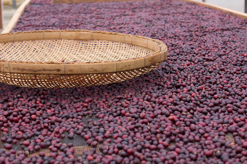 The dry coffee bean processing method